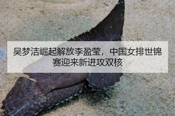 wu-meng-jie-jue-qi-jie-fang-li-ying-ying-zhong-guo-nv-pai-shi-jin-sai-ying-lai-xin-jin-gong-shuang-he-3-431.jpg
