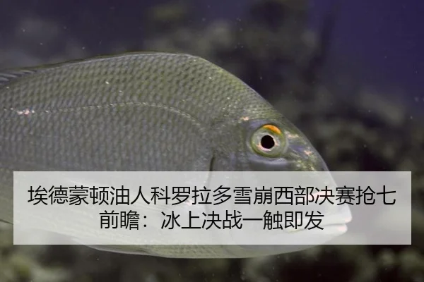 埃德蒙顿油人科罗拉多雪崩西部决赛抢七前瞻：冰上决战一触即发